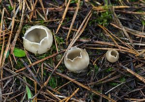 Chřapáč kalíškovitý - Helvella leucomelaena  (Pers.) Nannf. 1941