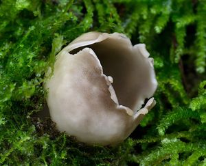 Chřapáč kalíškovitý - Helvella leucomelaena  (Pers.) Nannf. 1941