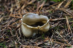 Chřapáč kalíškovitý - Helvella leucomelaena  (Pers.) Nannf. 1941