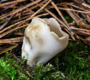 Chřapáč kalíškovitý - Helvella leucomelaena  (Pers.) Nannf. 1941