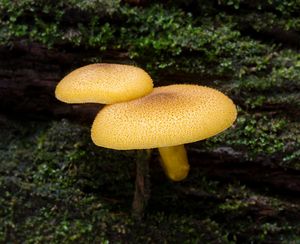 Šafránka ozdobná - Tricholomopsis decora (Fr.) Singer 1939