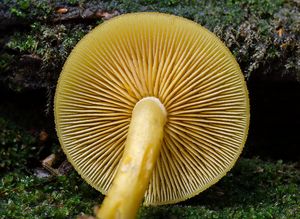 Šafránka ozdobná - Tricholomopsis decora (Fr.) Singer 1939