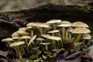 Třepenitka svazčitá - Hypholoma fasciculare  (Huds.) P. Kumm. 1871