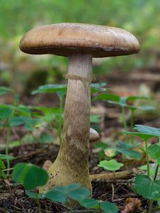 Václavka hlíznatá - Armillaria gallica Marxm. & Romagn. 1987