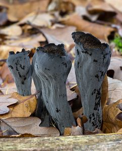 Stroček trubkovitý - Craterellus cornucopioides (L.) Pers. 1825