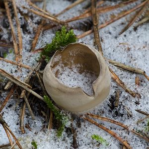 Chřapáč kalíškovitý - Helvella leucomelaena  (Pers.) Nannf. 1941