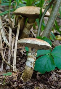 Klouzek slizký - Suillus aeruginascens (Opat.) Snell