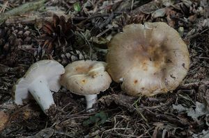 Holubinka sesterská - Russula sororia Fr.