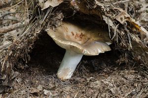 Holubinka sesterská - Russula sororia Fr.