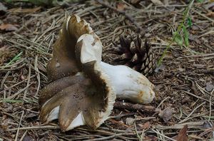 Holubinka sesterská - Russula sororia Fr.