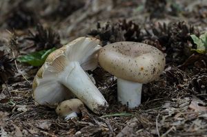 Holubinka sesterská - Russula sororia Fr.