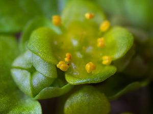 Mokrýš střídavolistý (Chrysosplenium alternifolium L.)