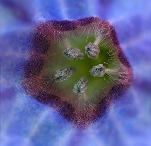 Plicník lékařský (Pulmonaria officinalis)