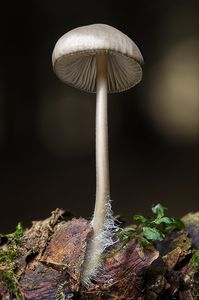 Helmovka šiškomilná - Mycena strobilicola J. Favre & Kühner 1938