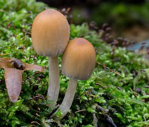 Hnojník třpytivý - Coprinellus micaceus (Bull.) Vilgalys, Hopple & Jacq. Johnson 2001