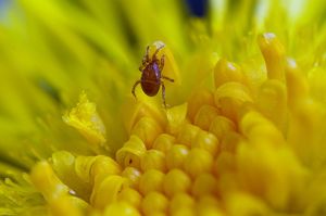 Podběl lékařský (Tussilago farfara)