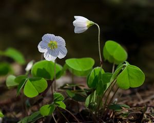 Šťavel kyselý (Oxalis acetosella)