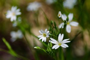 Ptačinec velkokvětý (Stellaria holostea)