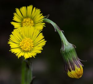 Podběl lékařský (Tussilago farfara)