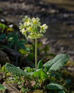 Prvosenka sp. (Primula)