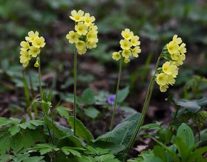 Prvosenka sp. (Primula)