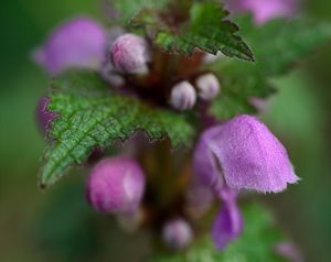 Hluchavka nachová  (Lamium purpureum)