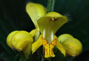 Pitulník (Galeobdolon sp.)