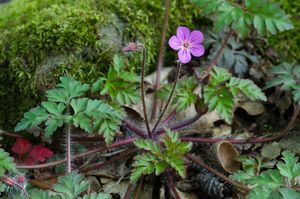 Kakost smrdutý (Geranium robertianum L.)