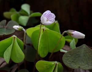 Šťavel kyselý (Oxalis acetosella)