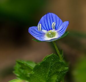 Rozrazil perský (Veronika persica)