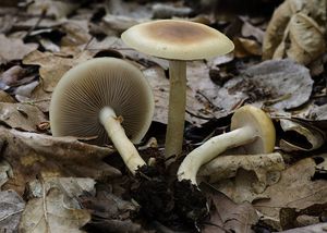 Polnička raná - Agrocybe praecox  (Pers.) Fayod 1889