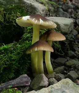 Štítovka Romellova - Pluteus romellii ( Britzelm. ) Sacc.