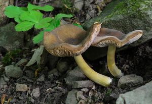 Štítovka Romellova - Pluteus romellii ( Britzelm. ) Sacc.