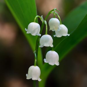 Konvalinka vonná (Convallaria majalis)