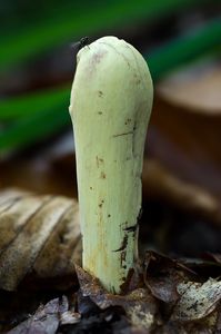 Kyj citrónový - Clavariadelphus flavoimmaturus R.H. Petersen 1974