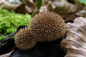 Pýchavka ježatá - Lycoperdon echinatum Pers. 1794