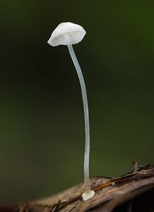 Helmovka deskovitá - Mycena stylobates (Pers.) P. Kumm. 1871