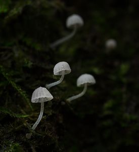 Helmovka přeútlá - Mycena tenerrima (Berk.) Quél. 1872