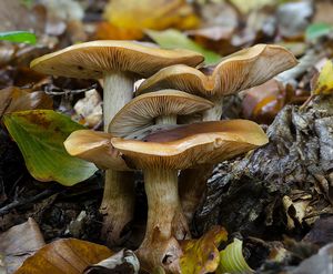 Čirůvka opálená - Tricholoma ustaloides