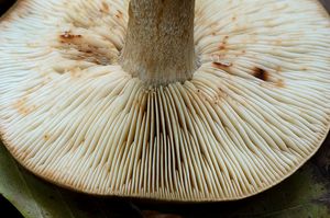 Čirůvka opálená - Tricholoma ustaloides