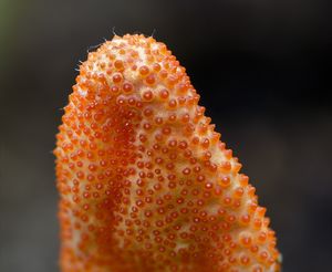 Housenice červená - Cordyceps militaris (L.) Fr. 1818