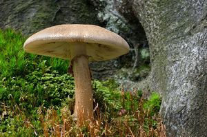 Muchomůrka růžovka - Amanita rubescens Pers. 1797