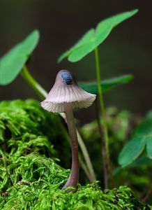 Helmovka hnědopurpurová - Mycena purpureofusca (Peck) Sacc. 1887