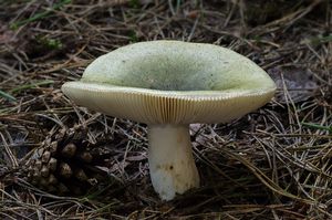 Holubinka trávozelená - Russula aeruginea Lindbl. ex Fr. 1863