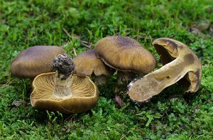 Pavučinec černošupinkatý - Cortinarius (Leprocybe) melanotus Kalchbr.