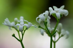 Svízel vonný  (Galium odoratum)