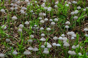 Helmovka obecná - Mycena vulgaris (Pers.) P. Kumm. 1871