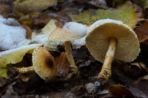 Bedla nažloutlá - Lepiota magnispora Murrill 1912