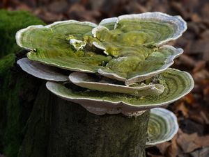 Outkovka hrbatá - Trametes gibbosa