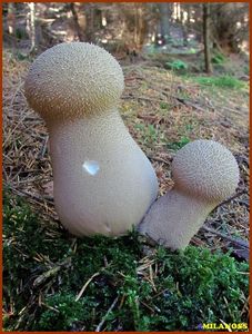 Pýchavka palicovitá - Lycoperdon excipuliforme (Scop.) Pers. 1801